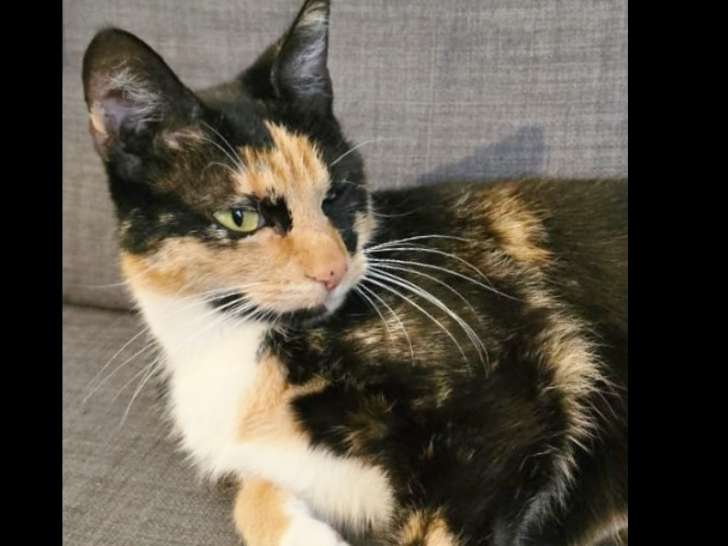 Prête pour l’adoption, chatte de 2 ans