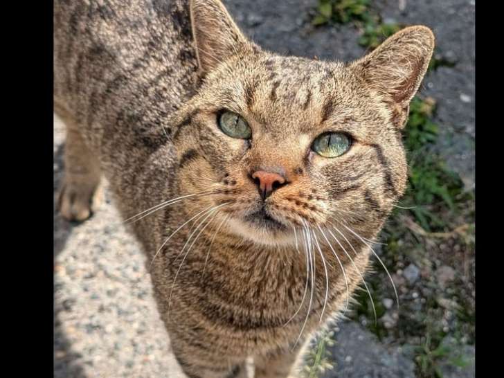 En attente d'un foyer, chat de couleur tigrée