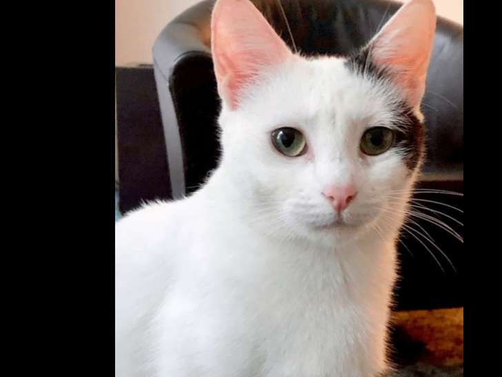 À accueillir, chatte blanche avec marque noire