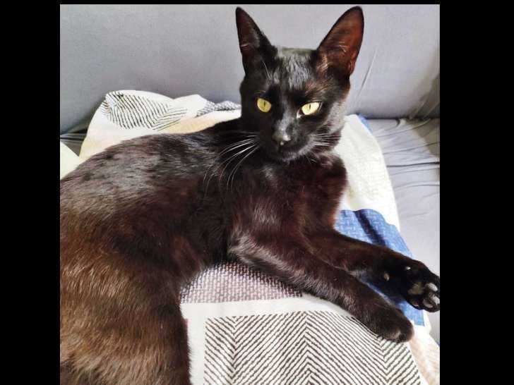 En quête d'une famille, chat au pelage noir