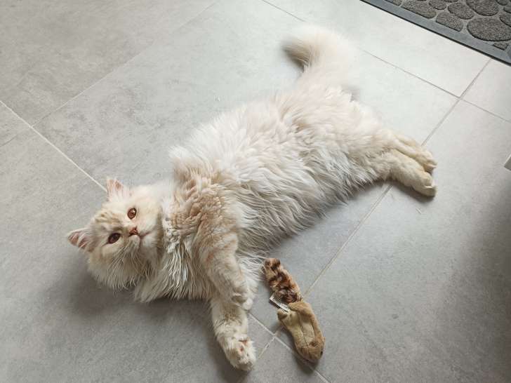 Mâle Persan chinchilla crème disponible pour saillie