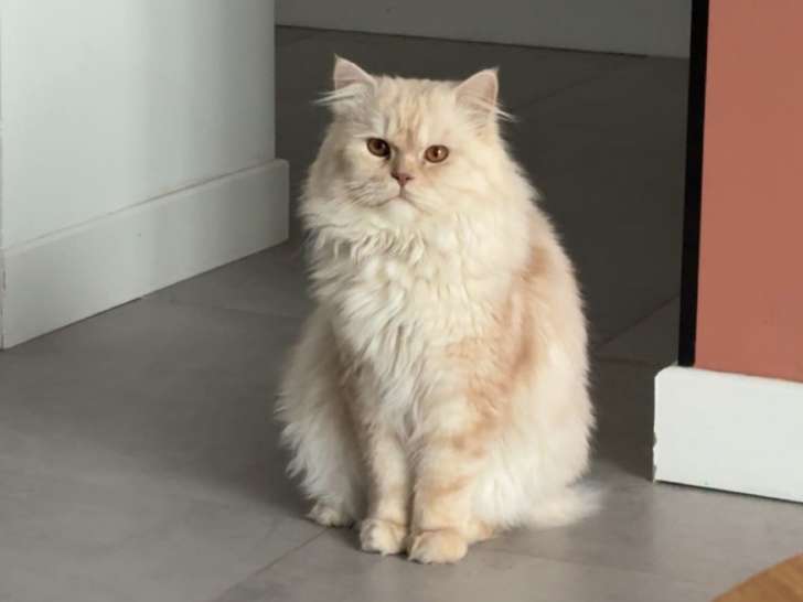 Mâle Persan chinchilla crème disponible pour saillie