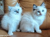 4 chatons Ragdoll LOOF à vendre