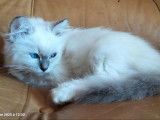4 chatons Ragdoll LOOF à vendre