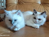 4 chatons Ragdoll LOOF à vendre