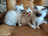 4 chatons Ragdoll LOOF à vendre