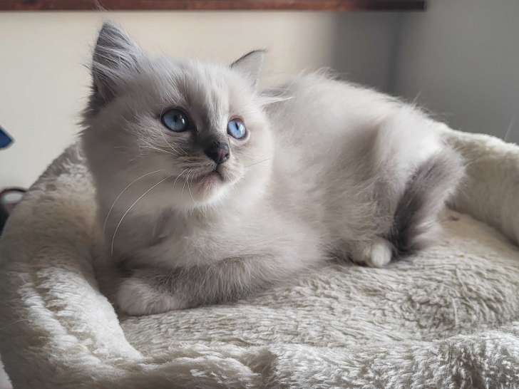 Chatons Ragdoll à vendre