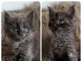 Chatons Maine Coon LOOF à vendre