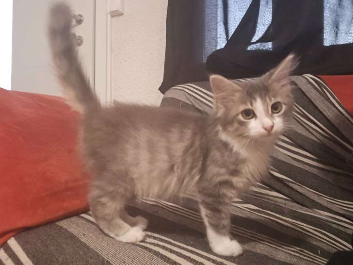 Bucky, chaton tigré au poil long à adopter en association