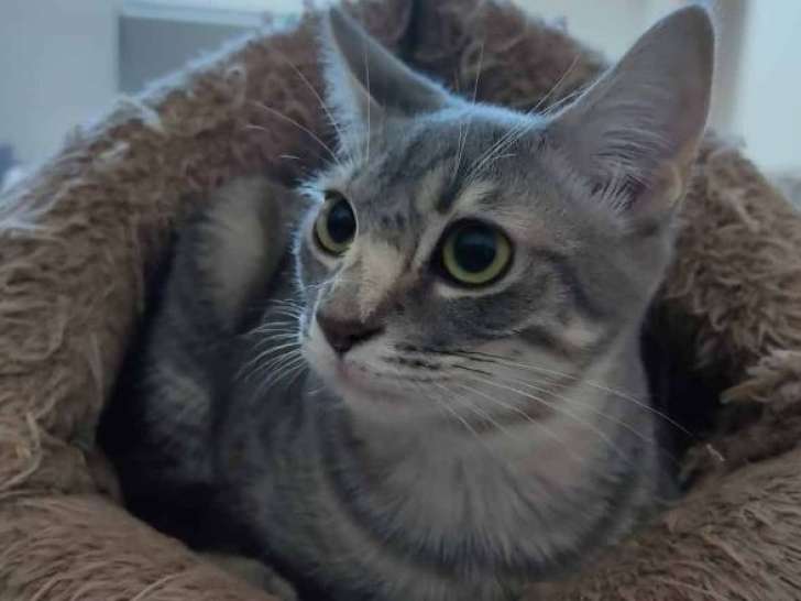 La belle Loé à adopter en association