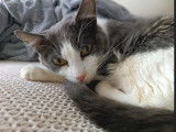 Belle Djidji à adopter