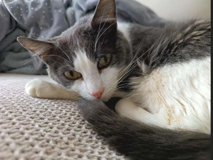 Belle Djidji à adopter