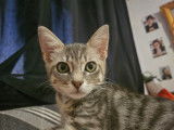 Kiddo, chaton tigré à adopter en association