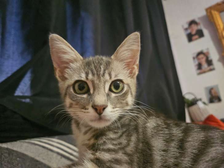 Kiddo, chaton tigré à adopter en association