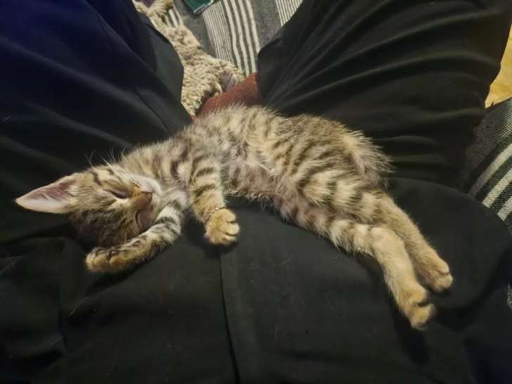 Arya, chatonne à adopter en association