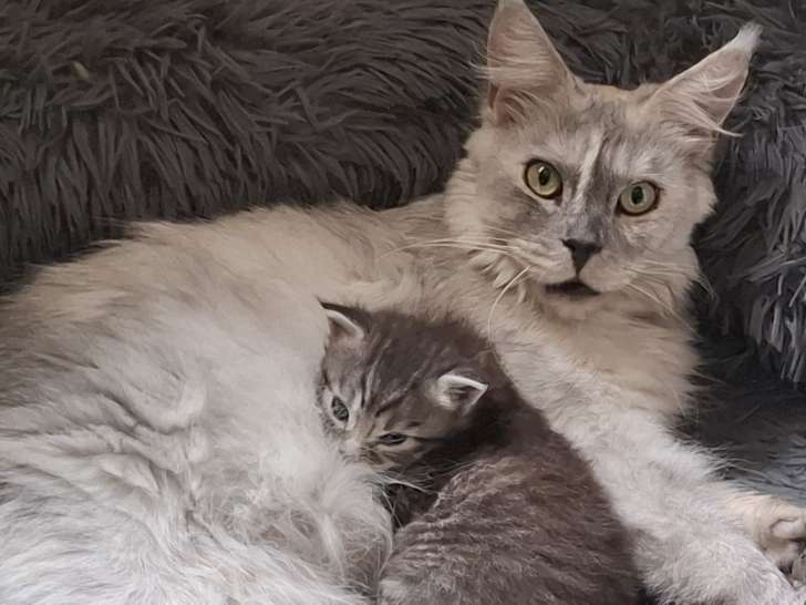 Chatonne type Maine Coon à vendre
