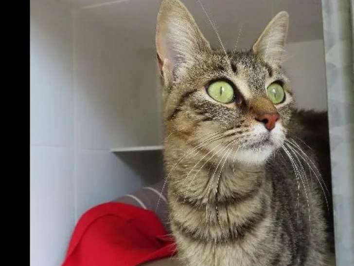 À adopter : chatte d’un an