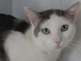 Disponible à l'adoption : chat gris et blanc