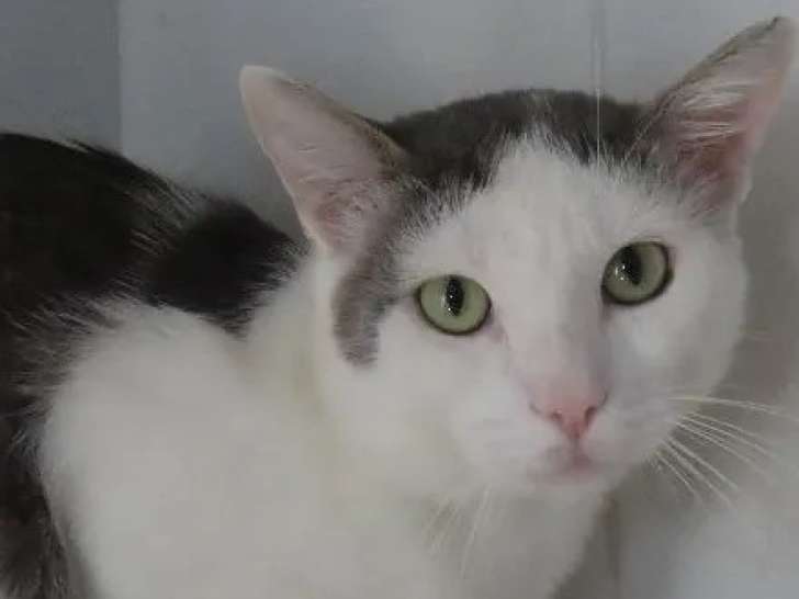 Disponible à l'adoption : chat gris et blanc