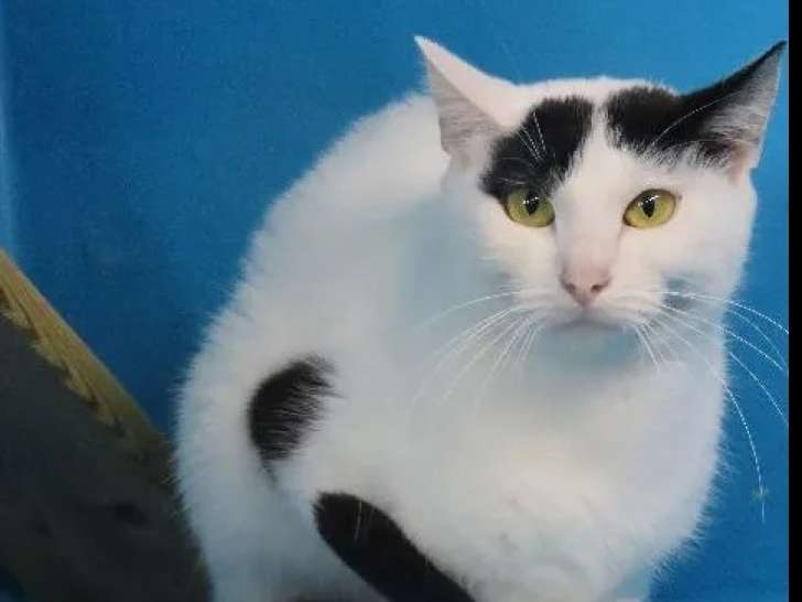 En attente d'adoption : chatte noire et blanche
