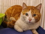 Prêt pour l’adoption : chat âgé de 6 ans