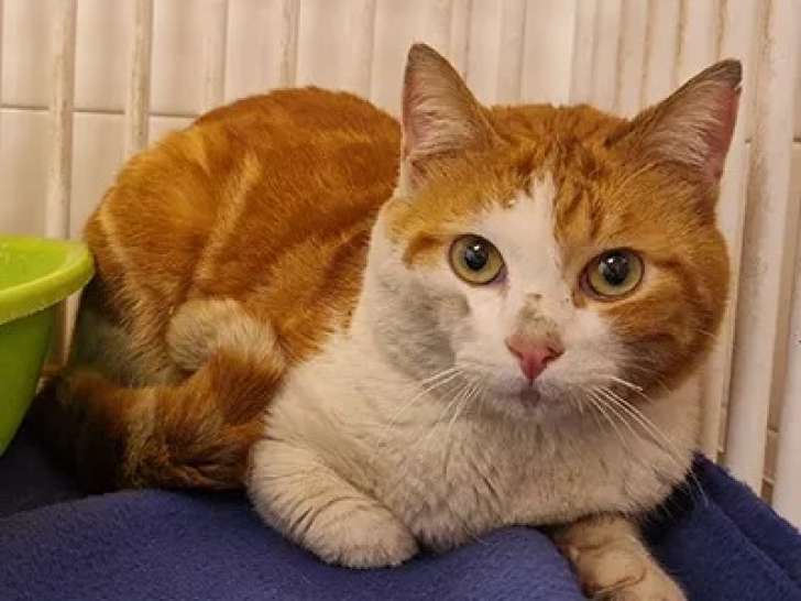 Prêt pour l’adoption : chat âgé de 6 ans