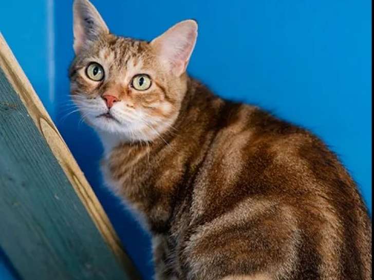 En attente d’un foyer : chatte de 8 ans
