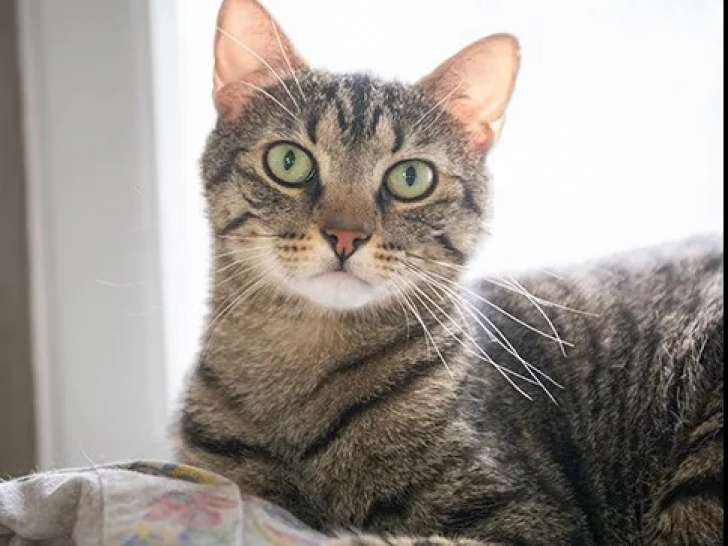 À accueillir : chat au pelage tigré