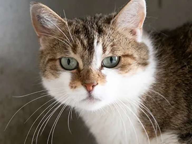 En quête d'un foyer : chatte tigrée blanche
