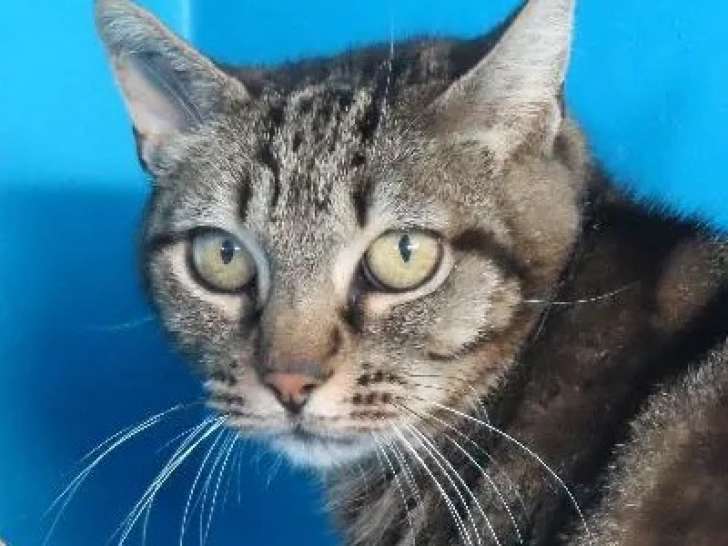 Adoption disponible : chatte de 4 ans