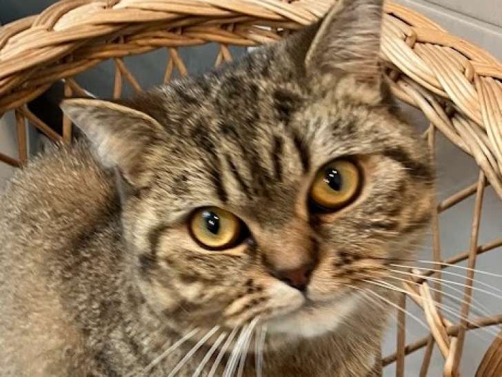 Chat British Shorthair de 1an non castré à vendre
