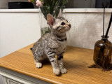 Chatonne Bengal LOOF à vendre