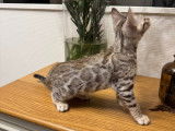 Chatonne Bengal LOOF à vendre