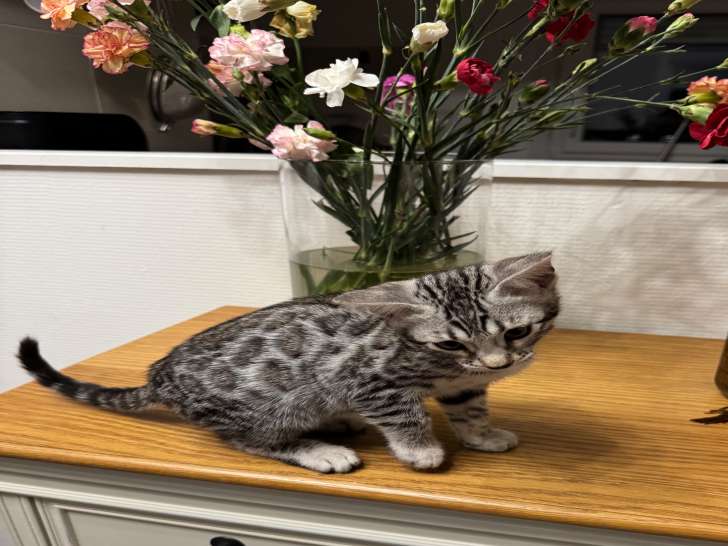 Chaton Bengal LOOF à vendre