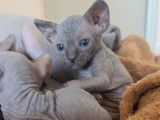 Chatons Sphyx LOOF à vendre
