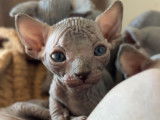 Chatons Sphyx LOOF à vendre