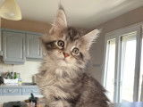 Chatons Maine Coon LOOF à vendre