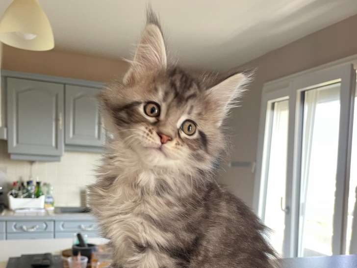 Chatons Maine Coon LOOF à vendre