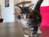 Chatons Maine Coon LOOF à vendre