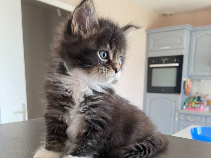 Chatons Maine Coon LOOF à vendre