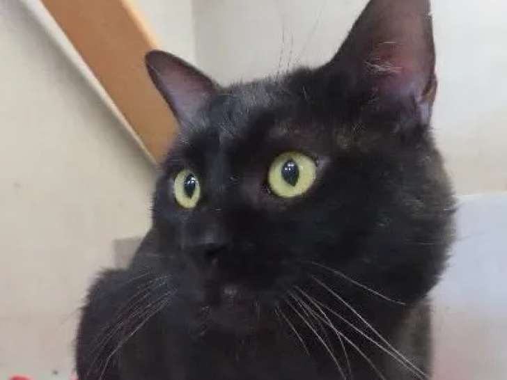 Chat de 4 ans à adopter