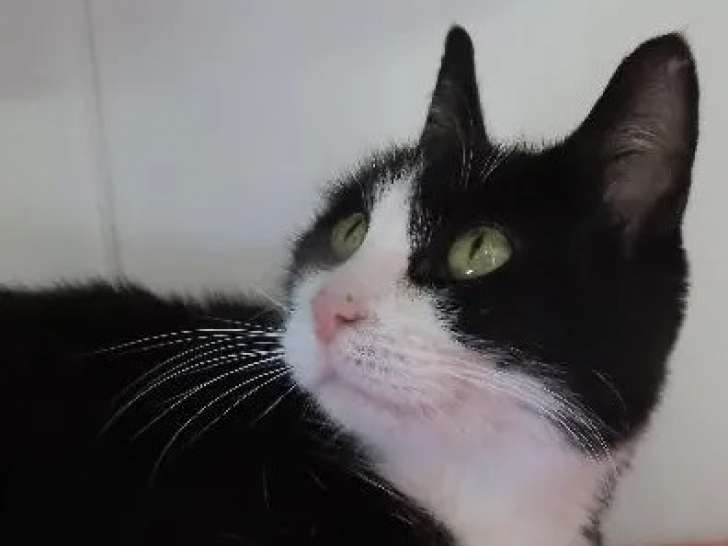 Chatte de 5 ans disponible à l'adoption