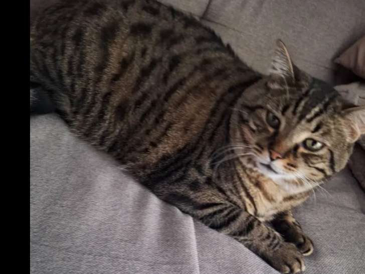 Chat au pelage tigré en attente d'adoption
