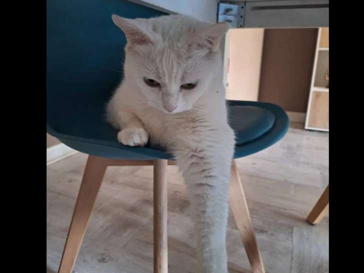 Chatte blanche prête pour l’adoption