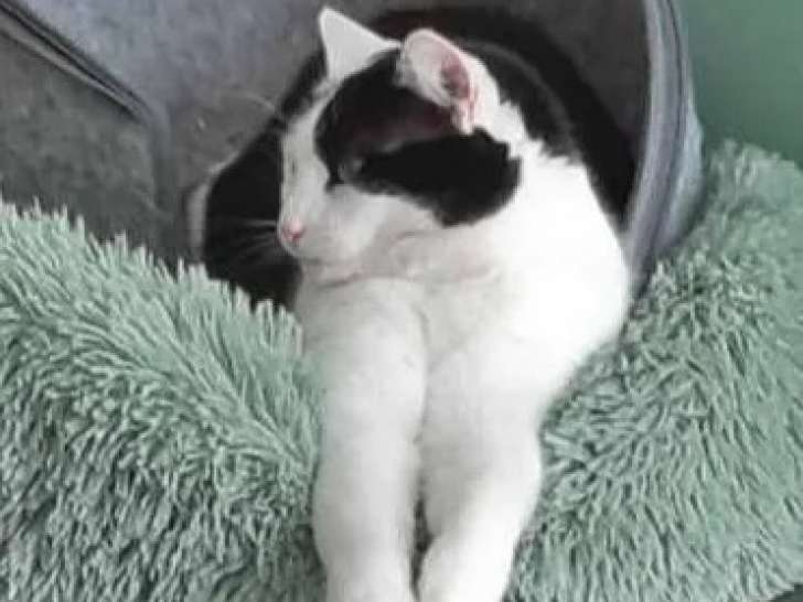 Chatte noire et blanche en attente d'une famille
