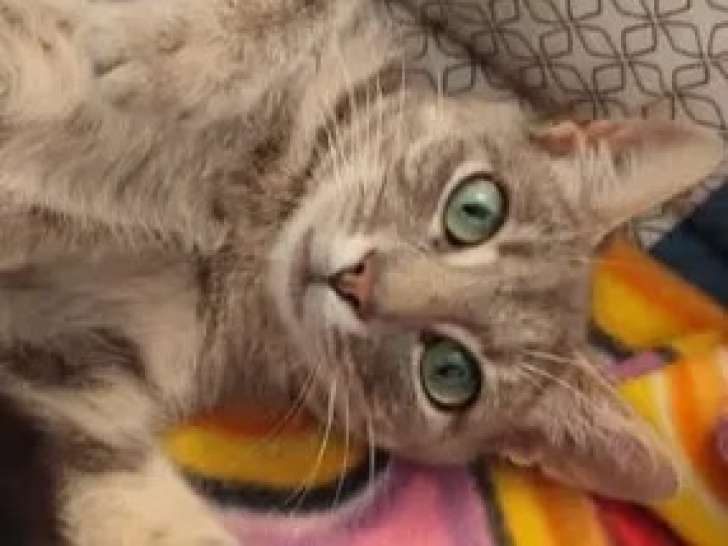 Chatte tigrée grise à accueillir