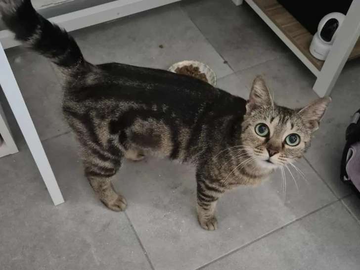 Chatte tigrée en quête d'un foyer