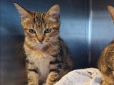 Adoption disponible : chatonne tigrée