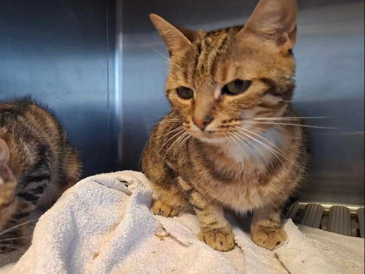 Chatte d’un an à la recherche d’un foyer