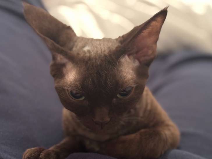Chatte Devon Rex chocolat LOOF disponible pour saillie
